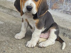 Pui Beagle tricolor