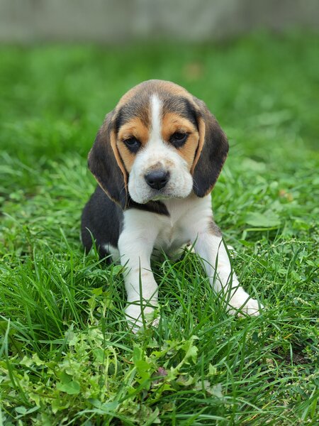 Pui Beagle tricolor