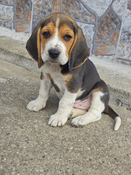 Pui Beagle tricolor