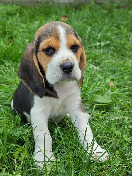Pui Beagle tricolor