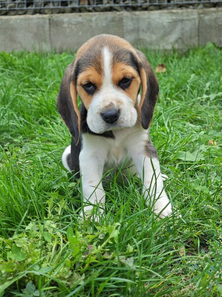 Pui Beagle tricolor