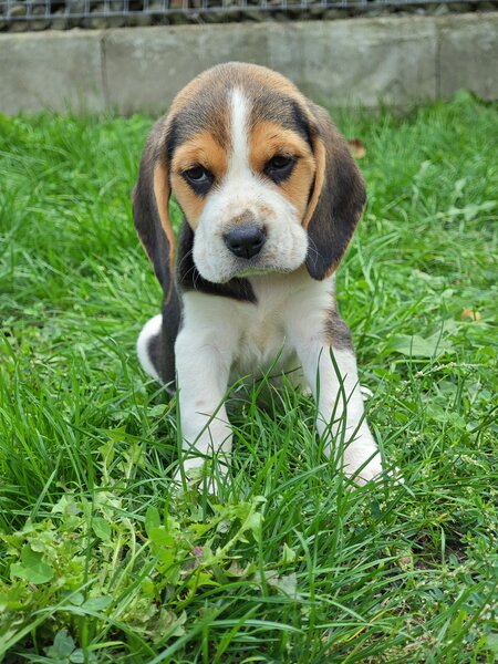 Pui Beagle tricolor