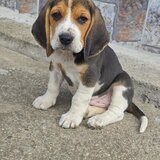 Pui Beagle tricolor