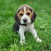 Pui Beagle tricolor
