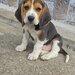 Pui Beagle tricolor