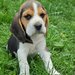 Pui Beagle tricolor