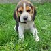 Pui Beagle tricolor