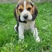 Pui Beagle tricolor